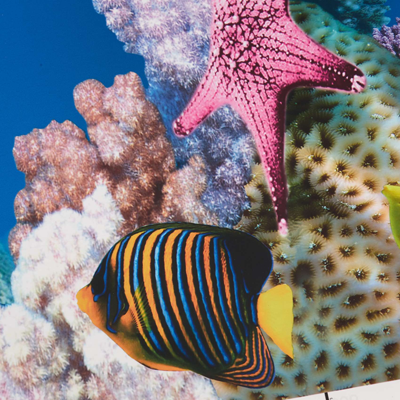Fish In Aquarium Picture - ABWR-Akvaryum Arka Plan Kağıdı HD Resim