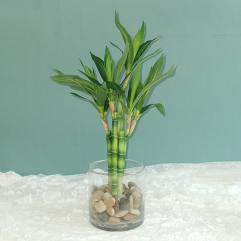 Aquarium Fish Guppy - Yeni 40 cm rFtificial Şanslı Bambu