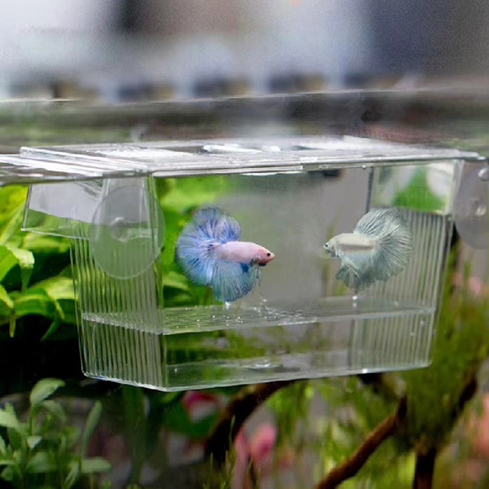 Aquarium Fish Reproduction - Yeni Akrilik Balık Tankı Yetiştirme İnkübatörü