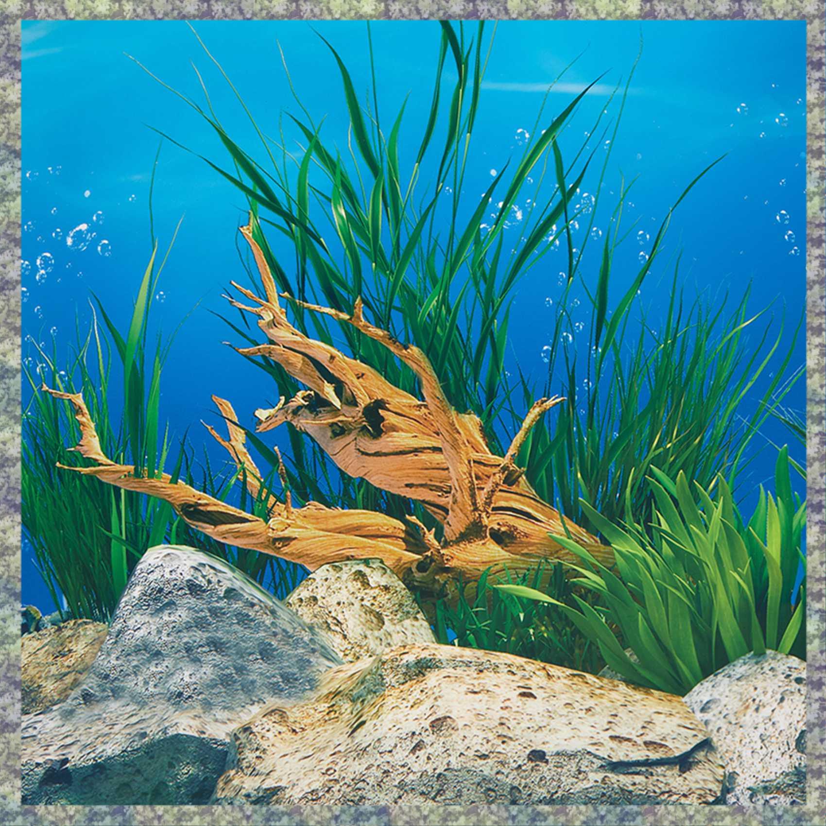 Fish In Aquarium Picture - WON Akvaryum Arka Plan Kağıdı HD