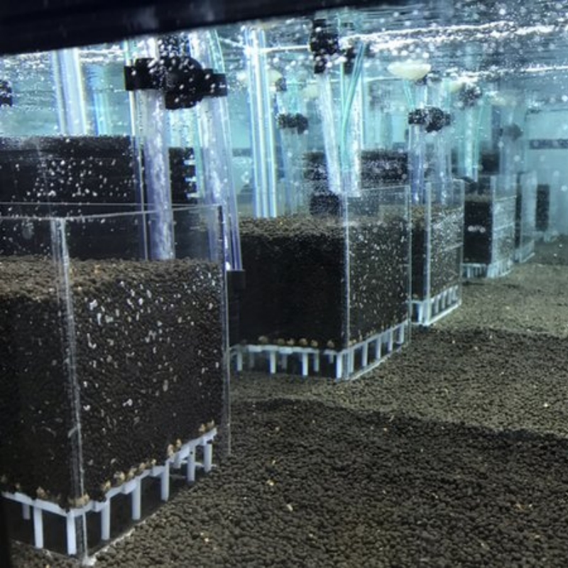 Şeffaf Akrilik Karides Balık T - Aquarium Fish Reproduction incelemesi ve fiyatı