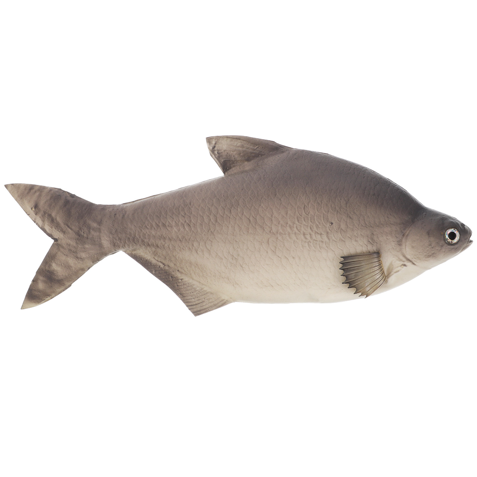 Akvaryum, Kedi, Ev, Pazar Teşh - Aquarium Fish Market incelemesi ve fiyatı
