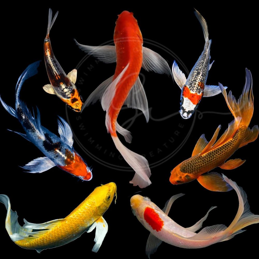 Çeşitli Renklerde Canlı Koi Ba - Aquarium Fish Pond incelemesi ve fiyatı
