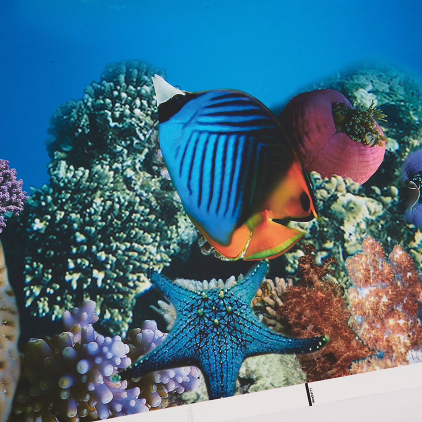 A77I Akvaryum Arka Plan Kağıdı - Fish In Aquarium Picture incelemesi ve fiyatı