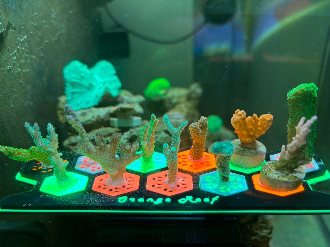 Floresan Mercan Parçası Fişler - Aquarium Fish Reproduction incelemesi ve fiyatı
